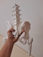 Na Politechnice Opolskiej drukowany jest fantom miednicy