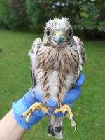 Ratują i leczą dzikie zwierzęta. Ilość pacjentów zaczyna przerastać ich możliwości