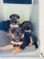 Właściciel pseudohodowli na widok TOZ-u : "mogłem zabić te psy - nie byłoby teraz kłopotu"