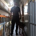 Psy specjalistyczne potrzebują ciągłego szkolenia