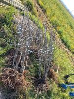 W Dobrzeniu Wielkim zasadzono jabłonie. W ten sposób uczczono "Dzień drzewa"