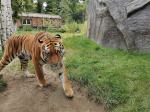 Zjadają ponad 5 ton mięsa rocznie. Przed nowymi mieszkańcami zoo zima