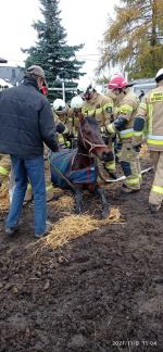 Strażacy wezwani do pomocy przy...koniu