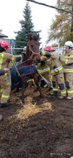 Strażacy wezwani do pomocy przy...koniu