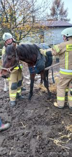 Strażacy wezwani do pomocy przy...koniu