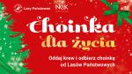 To już czas na świąteczną choinkę. Można ją dostać za darmo 