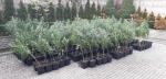 Zlikwidowana plantacja marihuany