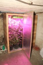 Zlikwidowali plantację marihuany