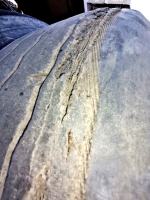 WITD kontrolował przewoźników. Zatrzymano 16 dowodów rejestracyjnych