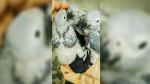 W Ogrodzie Zoologicznym w Opolu wykluły się kolejne pisklęta papugi żako