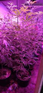 3 miesiące aresztu za nielegalną plantację marihuany