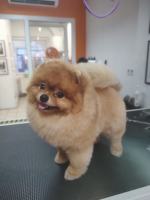 Salon La Lunia zaprasza czworonogi na pielęgnację szaty