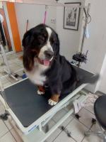 Salon La Lunia zaprasza czworonogi na pielęgnację szaty