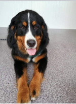 Salon La Lunia zaprasza czworonogi na pielęgnację szaty