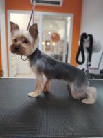 Salon La Lunia zaprasza czworonogi na pielęgnację szaty