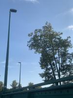 Pelikan uciekł z opolskiego Zoo. Na "giganta" wybrał się na Wyspę Bolko