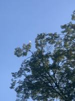 Pelikan uciekł z opolskiego Zoo. Na "giganta" wybrał się na Wyspę Bolko