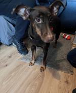 Odpowie za znęcanie się nad psem ze szczególnym okrucieństwem