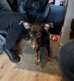 Odpowie za znęcanie się nad psem ze szczególnym okrucieństwem