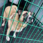 Policjanci z pomocą porzuconym zwierzakom