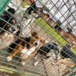 Policjanci z pomocą porzuconym zwierzakom