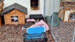 Psy, koty czekają na adopcję, jednak to zły pomysł na prezent