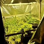 Odpowie za posiadanie i uprawę narkotyków