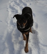 Przeszczep nerki od bezdomnego psa dla rasowego - sprawa trafiła ponownie na wokandę