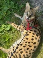 Poszukiwania serwala Lambo trwają - nagroda za pomoc w znalezieniu