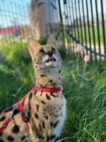 Poszukiwania serwala Lambo trwają - nagroda za pomoc w znalezieniu