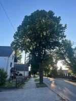 Seryjny zabójca drzew w Chróścinie. Kim jest sprawca? 