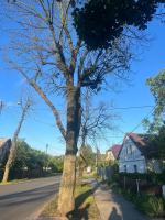 Seryjny zabójca drzew w Chróścinie. Kim jest sprawca? 