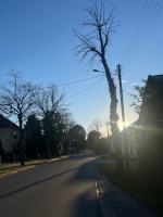 Seryjny zabójca drzew w Chróścinie. Kim jest sprawca? 