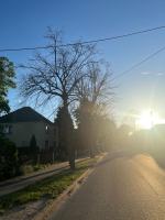 Seryjny zabójca drzew w Chróścinie. Kim jest sprawca? 