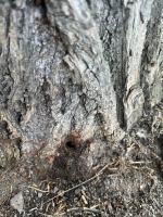 Seryjny zabójca drzew w Chróścinie. Kim jest sprawca? 