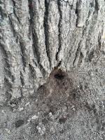 Seryjny zabójca drzew w Chróścinie. Kim jest sprawca? 