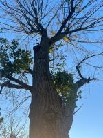 Seryjny zabójca drzew w Chróścinie. Kim jest sprawca? 