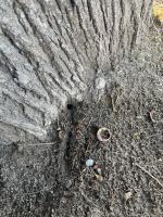 Seryjny zabójca drzew w Chróścinie. Kim jest sprawca? 