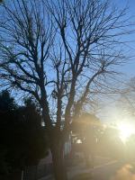 Seryjny zabójca drzew w Chróścinie. Kim jest sprawca? 