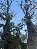 Seryjny zabójca drzew w Chróścinie. Kim jest sprawca? 