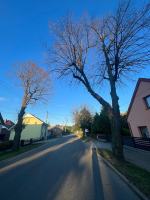 Seryjny zabójca drzew w Chróścinie. Kim jest sprawca? 