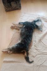 Zaniedbanie i okrucieństwo. Pies konał na oczach właściciela