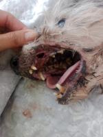 Zaniedbanie i okrucieństwo. Pies konał na oczach właściciela