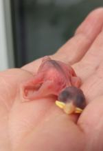 Kilkadziesiąt nowych pacjentów każdego dnia. Serie ataków mogą przerwać ludzie