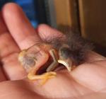 Kilkadziesiąt nowych pacjentów każdego dnia. Serie ataków mogą przerwać ludzie