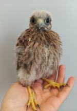 Kilkadziesiąt nowych pacjentów każdego dnia. Serie ataków mogą przerwać ludzie