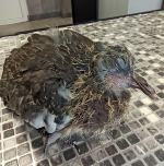 Kilkadziesiąt nowych pacjentów każdego dnia. Serie ataków mogą przerwać ludzie