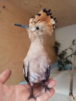 Kilkadziesiąt nowych pacjentów każdego dnia. Serie ataków mogą przerwać ludzie