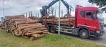 Przeładowanych 26 transportów drewna - rekordzista miał 24 tony nadwagi