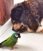 Zaginiona papuga Tosia: Właściciele apelują o pomoc